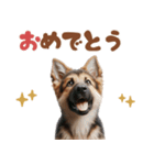 いつでも使えるシェパードの子犬スタンプ（個別スタンプ：19）