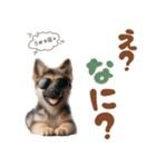 いつでも使えるシェパードの子犬スタンプ（個別スタンプ：20）