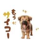 いつでも使えるシェパードの子犬スタンプ（個別スタンプ：22）