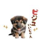 いつでも使えるシェパードの子犬スタンプ（個別スタンプ：23）