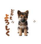 いつでも使えるシェパードの子犬スタンプ（個別スタンプ：24）