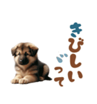 いつでも使えるシェパードの子犬スタンプ（個別スタンプ：25）