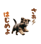 いつでも使えるシェパードの子犬スタンプ（個別スタンプ：27）
