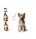 いつでも使えるシェパードの子犬スタンプ（個別スタンプ：34）