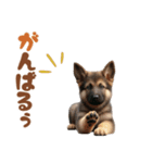 いつでも使えるシェパードの子犬スタンプ（個別スタンプ：39）