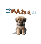 いつでも使えるシェパードの子犬スタンプ（個別スタンプ：40）