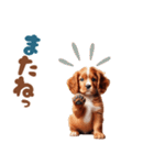 いつでも使えるアメコカの子犬スタンプ（個別スタンプ：32）