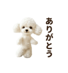 ▶︎踊る！もふもふトイプー♡（個別スタンプ：2）