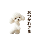 ▶︎踊る！もふもふトイプー♡（個別スタンプ：6）