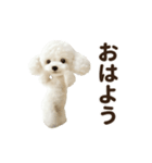 ▶︎踊る！もふもふトイプー♡（個別スタンプ：7）