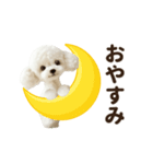 ▶︎踊る！もふもふトイプー♡（個別スタンプ：8）