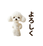 ▶︎踊る！もふもふトイプー♡（個別スタンプ：9）