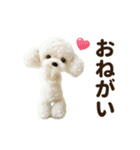 ▶︎踊る！もふもふトイプー♡（個別スタンプ：10）