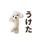 ▶︎踊る！もふもふトイプー♡（個別スタンプ：14）