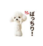 ▶︎踊る！もふもふトイプー♡（個別スタンプ：17）