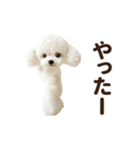 ▶︎踊る！もふもふトイプー♡（個別スタンプ：19）