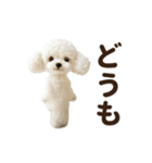 ▶︎踊る！もふもふトイプー♡（個別スタンプ：21）