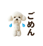 ▶︎踊る！もふもふトイプー♡（個別スタンプ：24）