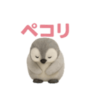 毎日使える♪ペンギンの日常スタンプ（個別スタンプ：36）