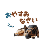 いつでも使えるシェパード スタンプ（個別スタンプ：7）