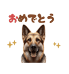 いつでも使えるシェパード スタンプ（個別スタンプ：19）