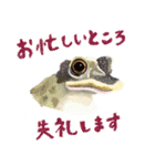 爬虫両生類の日常スタンプ 敬語 ver.（個別スタンプ：3）