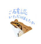 爬虫両生類の日常スタンプ 敬語 ver.（個別スタンプ：4）