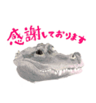 爬虫両生類の日常スタンプ 敬語 ver.（個別スタンプ：12）