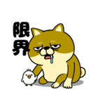 柴犬の日常（3）40個／柴犬／拒否柴／豆柴（個別スタンプ：13）