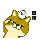 柴犬の日常（3）40個／柴犬／拒否柴／豆柴（個別スタンプ：32）