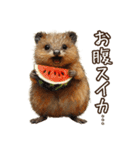 クオッカの食レポ（個別スタンプ：15）
