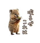 クオッカの食レポ（個別スタンプ：17）