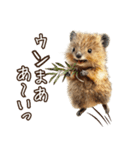 クオッカの食レポ（個別スタンプ：18）
