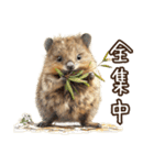 クオッカの食レポ（個別スタンプ：19）
