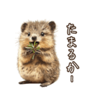 クオッカの食レポ（個別スタンプ：21）