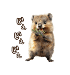 クオッカの食レポ（個別スタンプ：22）