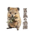 クオッカの食レポ（個別スタンプ：24）