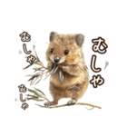 クオッカの食レポ（個別スタンプ：26）
