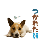 立ち耳！ジャックラッセルテリア（個別スタンプ：1）