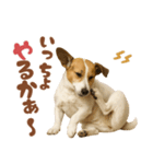 立ち耳！ジャックラッセルテリア（個別スタンプ：4）