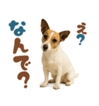 立ち耳！ジャックラッセルテリア（個別スタンプ：6）
