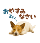 立ち耳！ジャックラッセルテリア（個別スタンプ：7）
