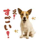 立ち耳！ジャックラッセルテリア（個別スタンプ：8）