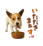 立ち耳！ジャックラッセルテリア（個別スタンプ：9）