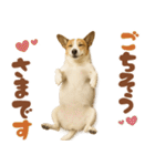 立ち耳！ジャックラッセルテリア（個別スタンプ：10）