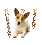 立ち耳！ジャックラッセルテリア（個別スタンプ：11）