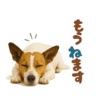 立ち耳！ジャックラッセルテリア（個別スタンプ：13）