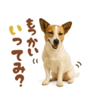 立ち耳！ジャックラッセルテリア（個別スタンプ：14）