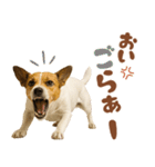 立ち耳！ジャックラッセルテリア（個別スタンプ：15）