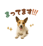 立ち耳！ジャックラッセルテリア（個別スタンプ：16）